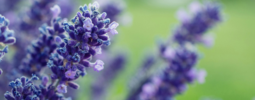 Plantes vivaces violettes pour des bordures élégantes