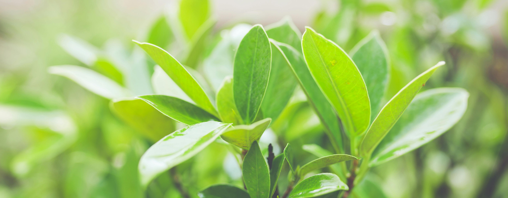Plantes de jardin persistantes et résistantes à l'hiver