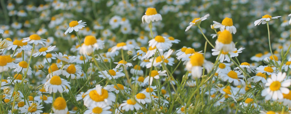 Plantes vivaces pour bordures