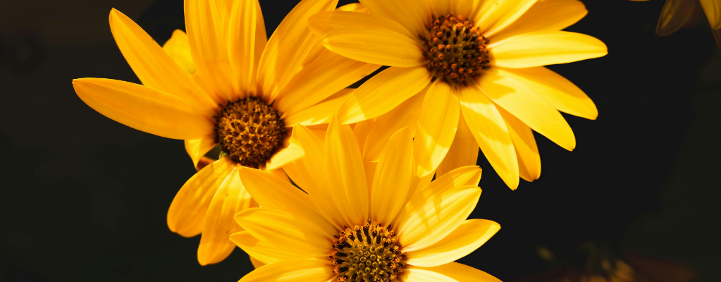 Plantes vivaces fleuries