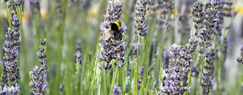 Plantes de jardin biologiques