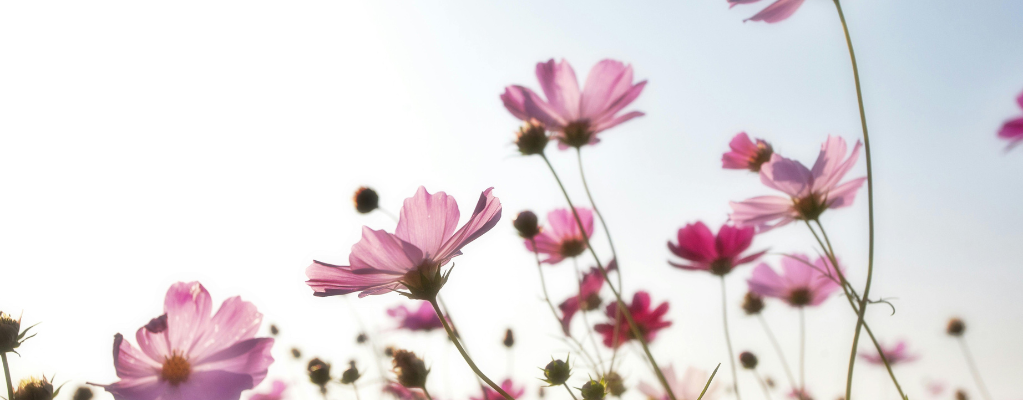 Plantes vivaces roses