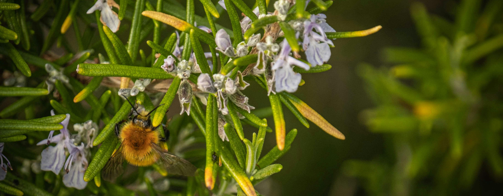 Rosmarinus: tout savoir sur la plante de romarin