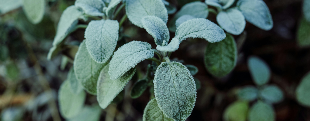 Sauge : une plante polyvalente pour votre jardin