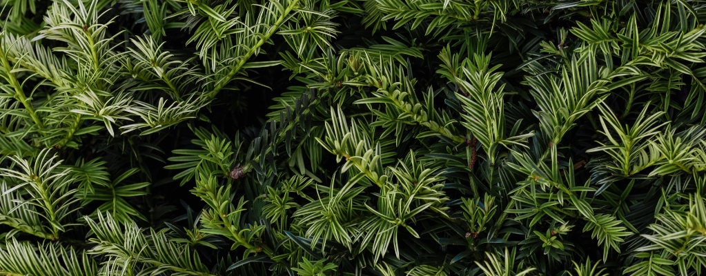 Taxus
