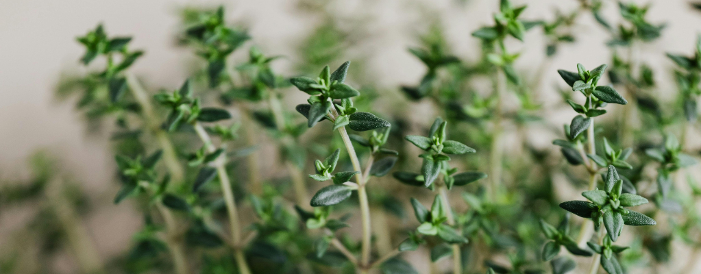 Thymus : tout sur la plante de thym