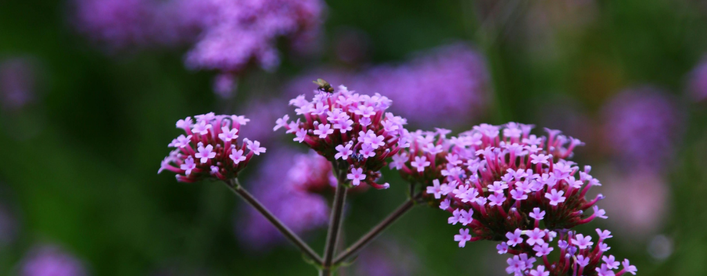 Verbena : un ajout charmant à votre jardin