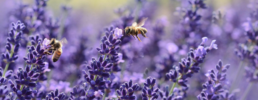Plantes vivaces violettes