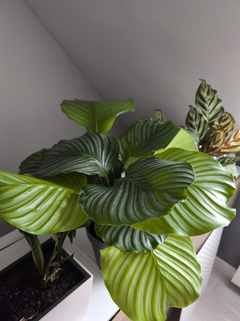 Calathea Orbifolia Rhythm of Nature | Plante paon 75cm acheter ?