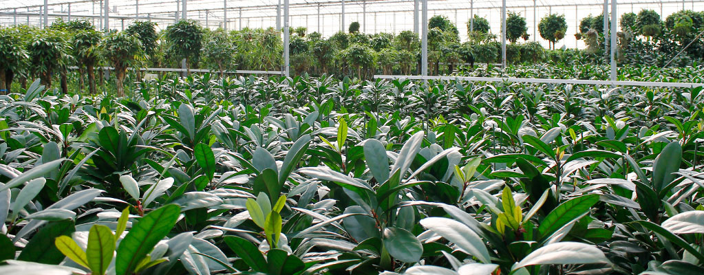 Ficus (Fig) - Hydroponique 
