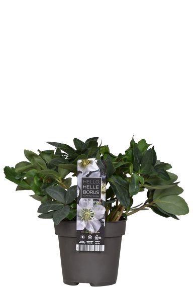 Helleborus - Kerstroos - P12