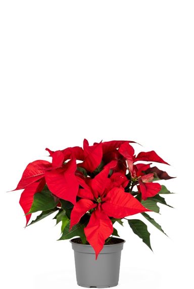 Poinsettia
