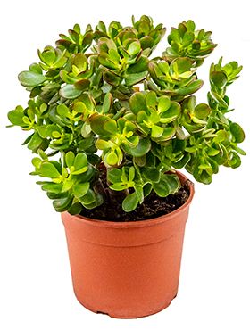 Crassula ovata minor