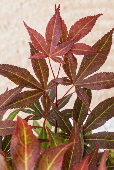 Acer palmatum atropurpureum plante de jardin