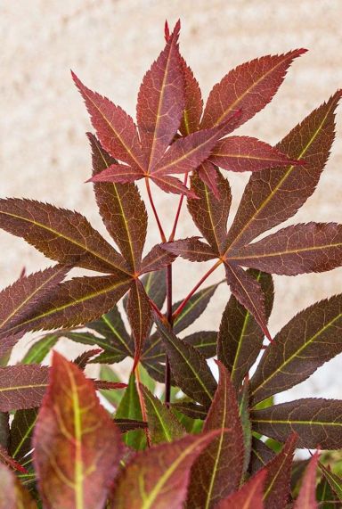 Acer palmatum atropurpureum plante de jardin p19