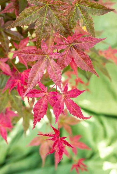Acer palmatum beni maiko plante de jardin