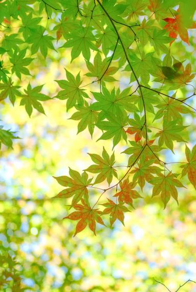 Acer palmatum bi hoo plante de jardin 24