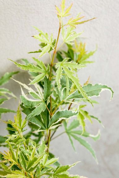 Acer palmatum butterfly plante de jardin p10