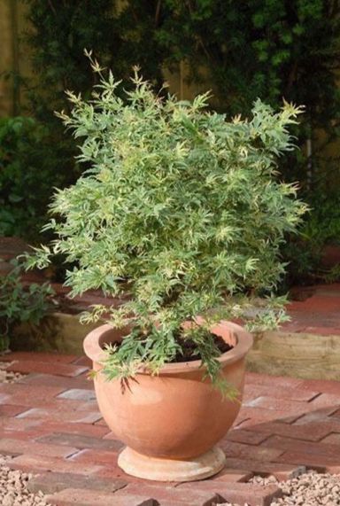 Acer palmatum butterfly plante de jardin p24