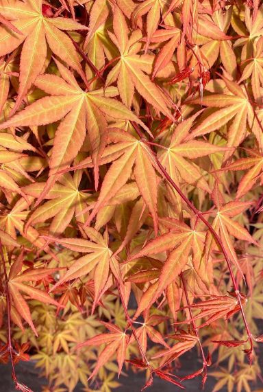 Acer palmatum cascade ruby plante de jardin 24