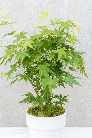 Acer palmatum going green plante de jardin p10