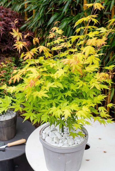Acer palmatum orange dream plante de jardin 19
