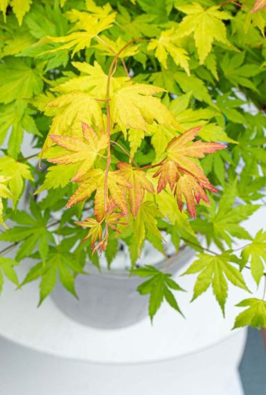 Acer palmatum orange dream plante de jardin p10
