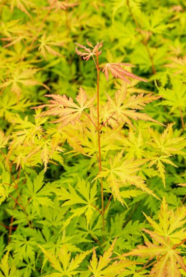 Acer palmatum orange lace plante de jardin