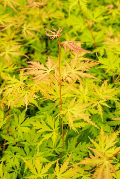 Acer palmatum orange lace plante de jardin 1