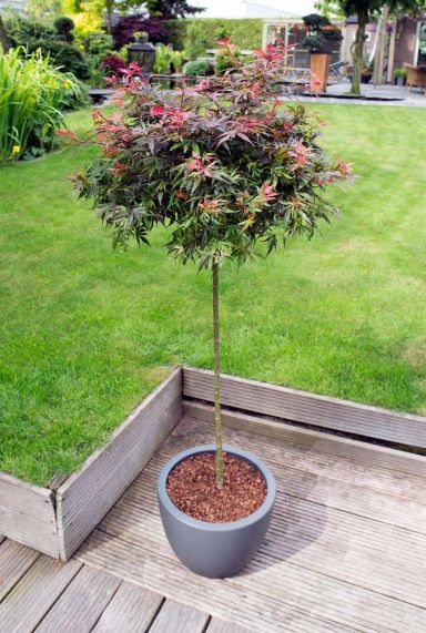 Acer palmatum shaina plante de jardin p 19