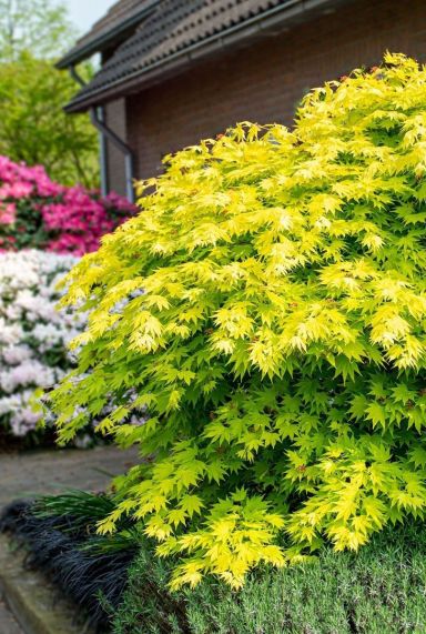 Acer shirasawanum jordan plante de jardin p19