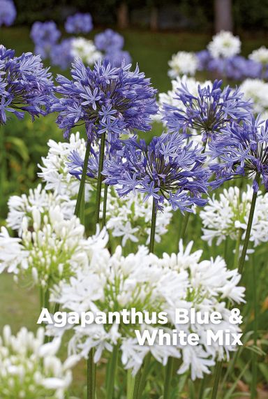 Agapanthus blue white mix bulbes a fleurs