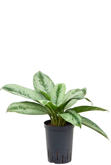 Aglaonema silver frost hydro
