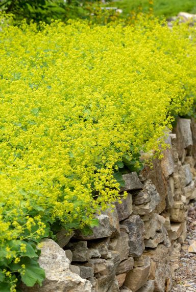 Alchemilla mollis plante de jardin