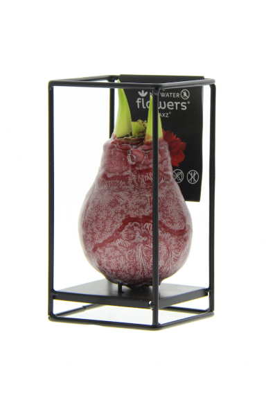 Amaryllis industrial rood product