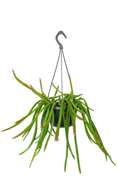 Aporocactus melanie 1