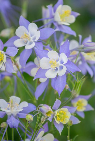 Aquilegia magic blue white plante de jardin