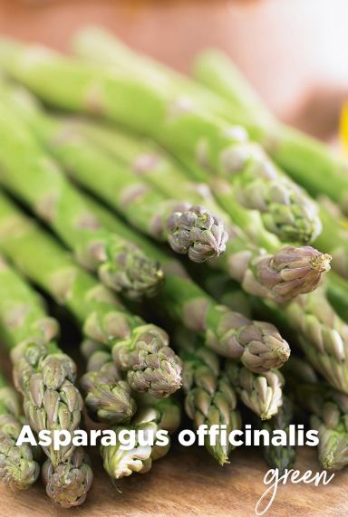 Asparagus officinalis green bulbes fleurs
