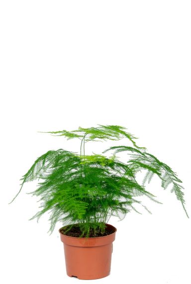 Asparagus plumosus plante d'intérieur 1