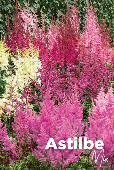 Astilbe mix bulbes a fleurs