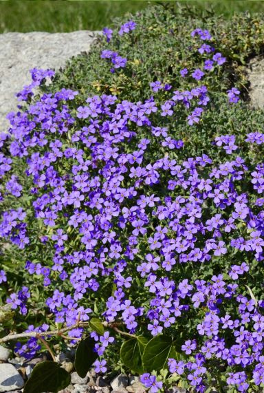 Aubrieta hamburger stadtpark plante de jardin