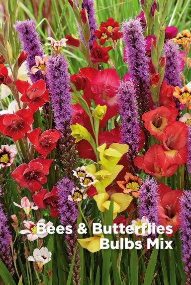 Bees butterflies bulbes a fleurs mix