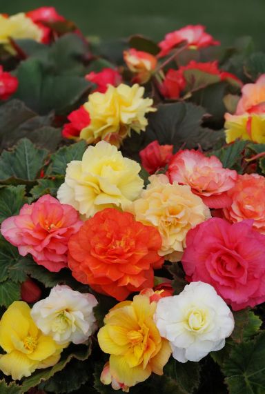 Begonia odorosa bulbes a fleurs