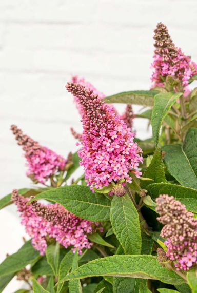 Buddleja butterfly candy little pink plante de jardin