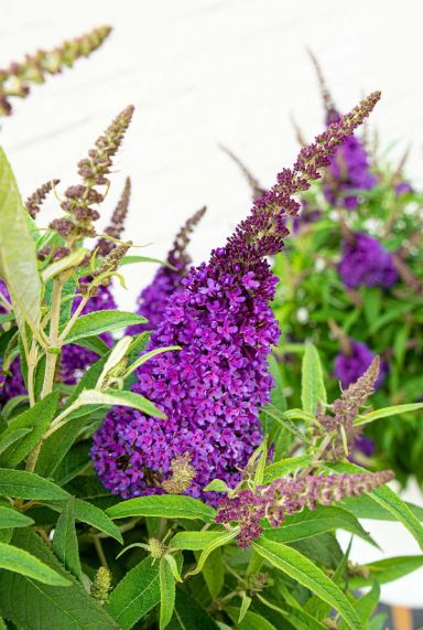 Buddleja butterfly candy little purple plante de jardin