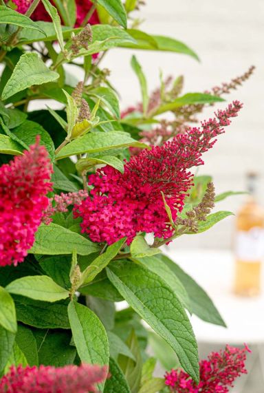Buddleja butterfly candy little ruby plante de jardin