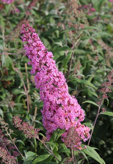 Buddleja davidii pink delight plante de jardin