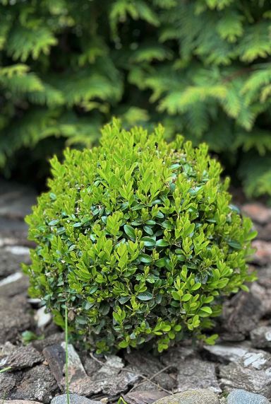 Buxus sempervirens ball 25cm