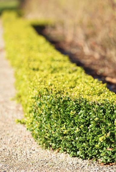 Buxus sempervirens plante de jardin