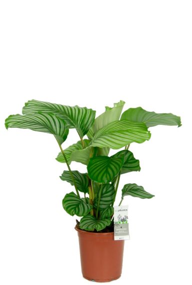 Calathea orbifolia kamerplant 4